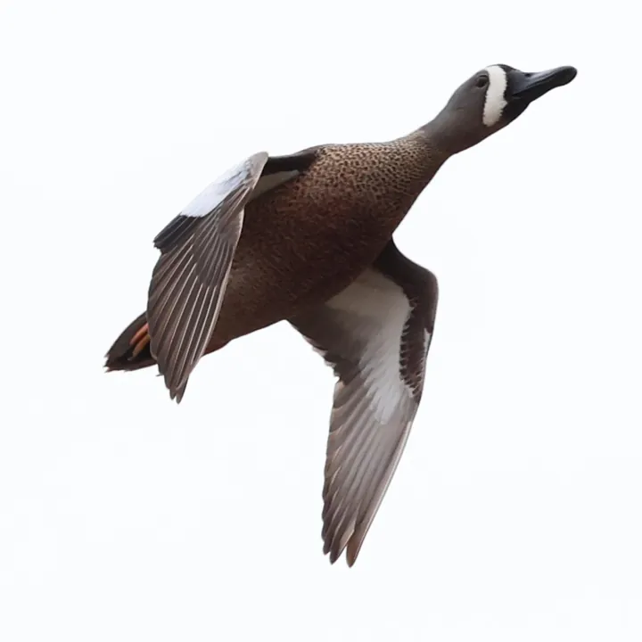 Blue-winged Teal