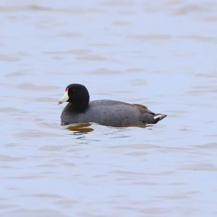 American Coot