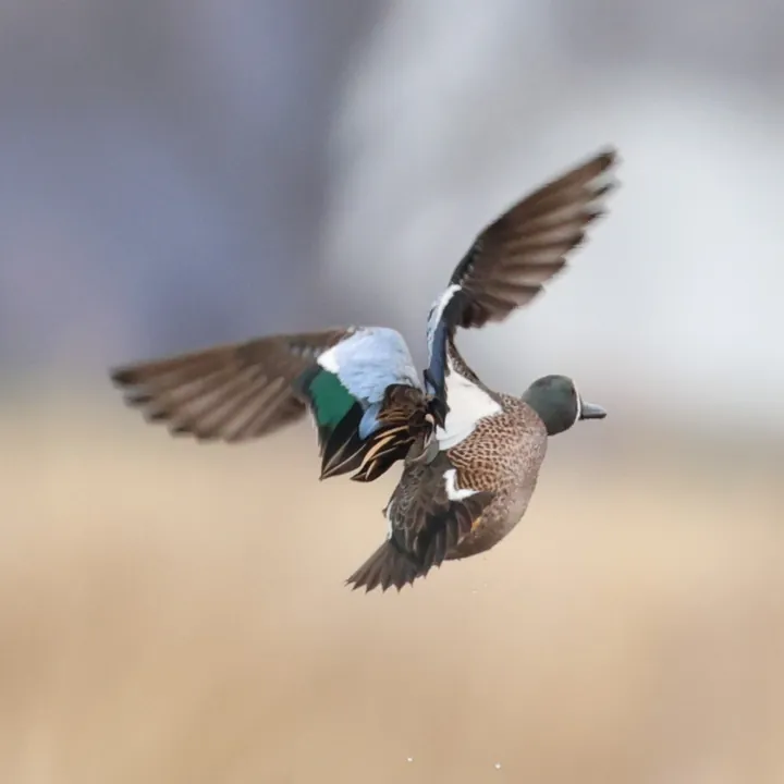 Blue-winged Teal