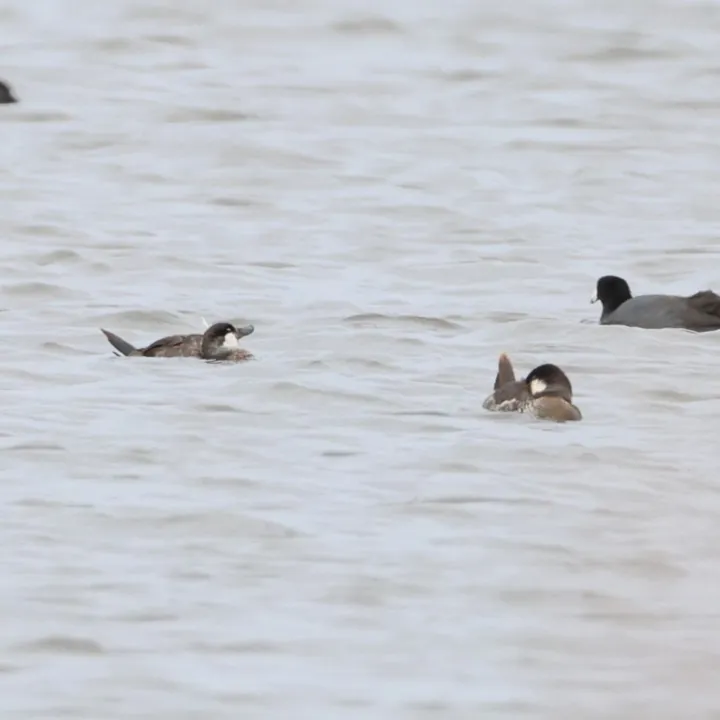 Ruddy Duck