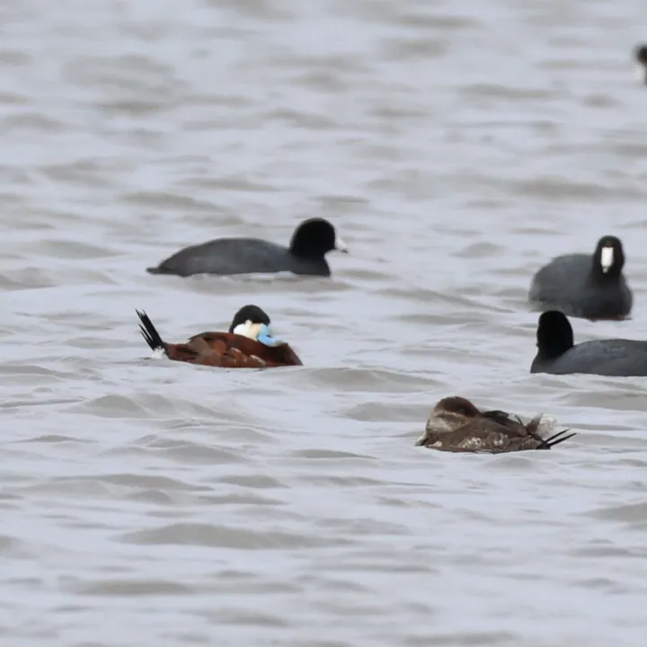 Ruddy Duck