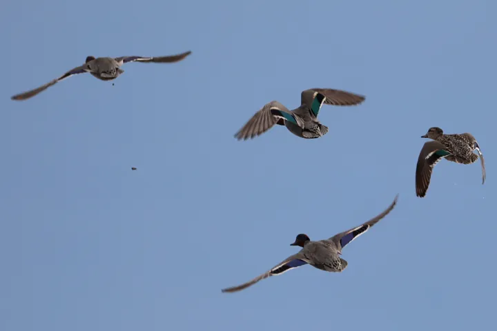Green-winged Teal