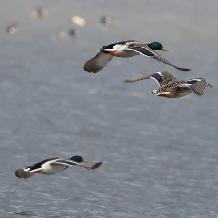 Mallard