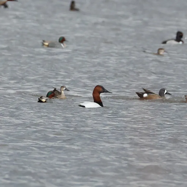 Canvasback