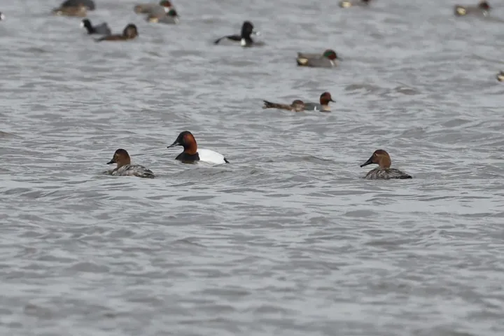 Canvasback