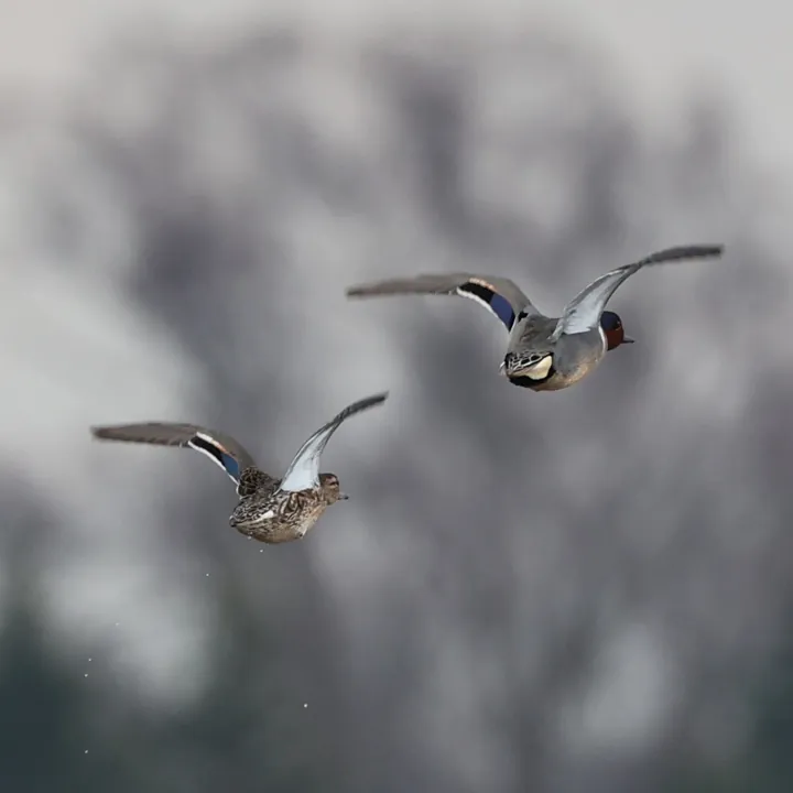 Green-winged Teal