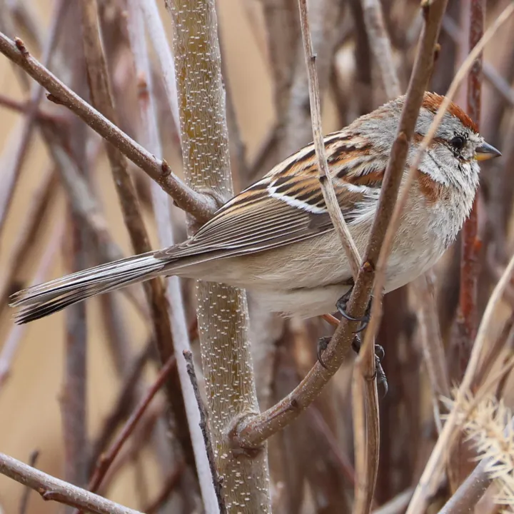 American Tree Sparrow