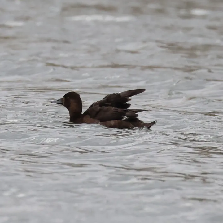 Lesser Scaup