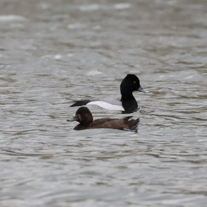 Lesser Scaup