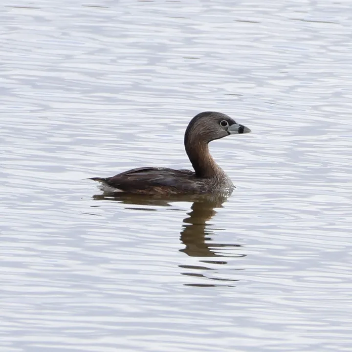 Pied-billed Grebe