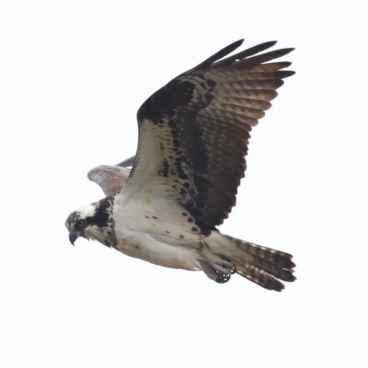 Osprey