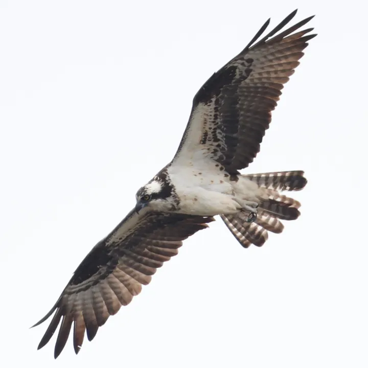 Osprey