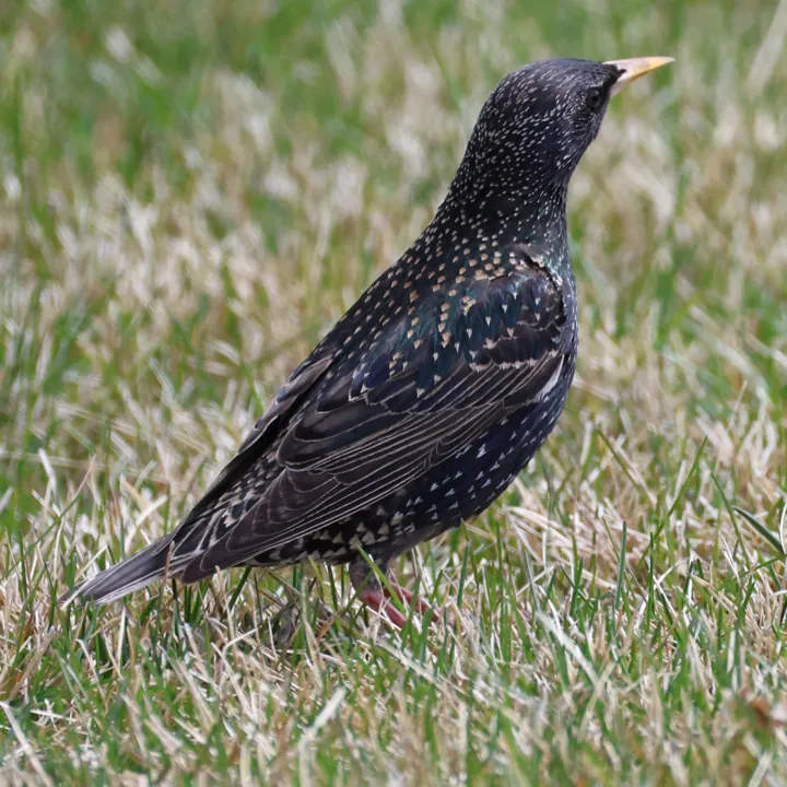 European Starling