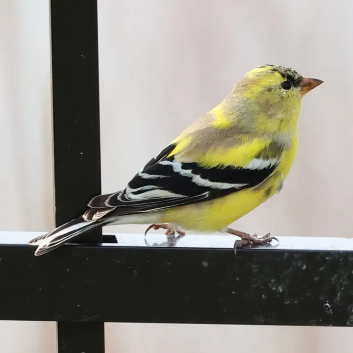 American Goldfinch