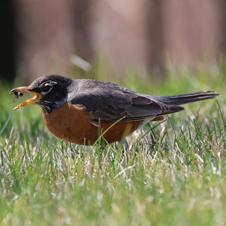 American Robin