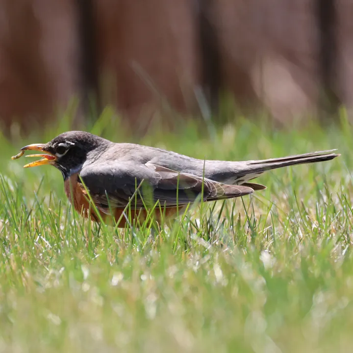 American Robin