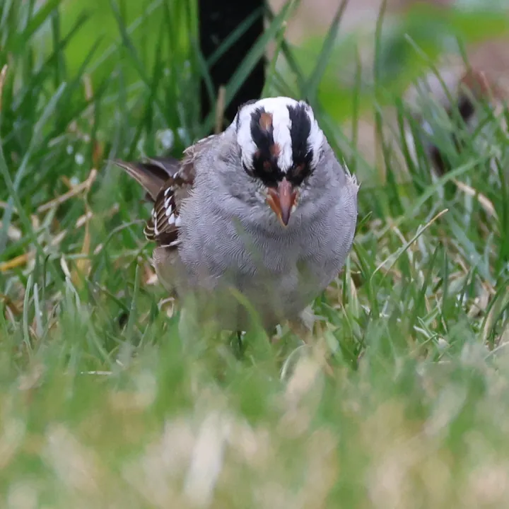 White-crowned Sparrow