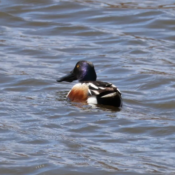 Northern Shoveler