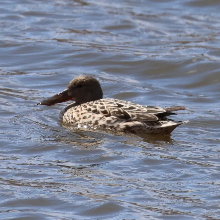 Northern Shoveler