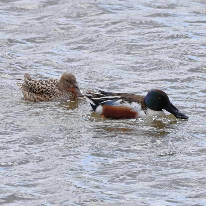 Northern Shoveler