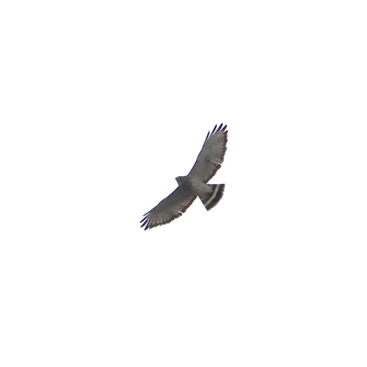 Broad-winged Hawk