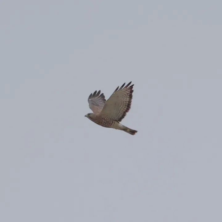 Broad-winged Hawk