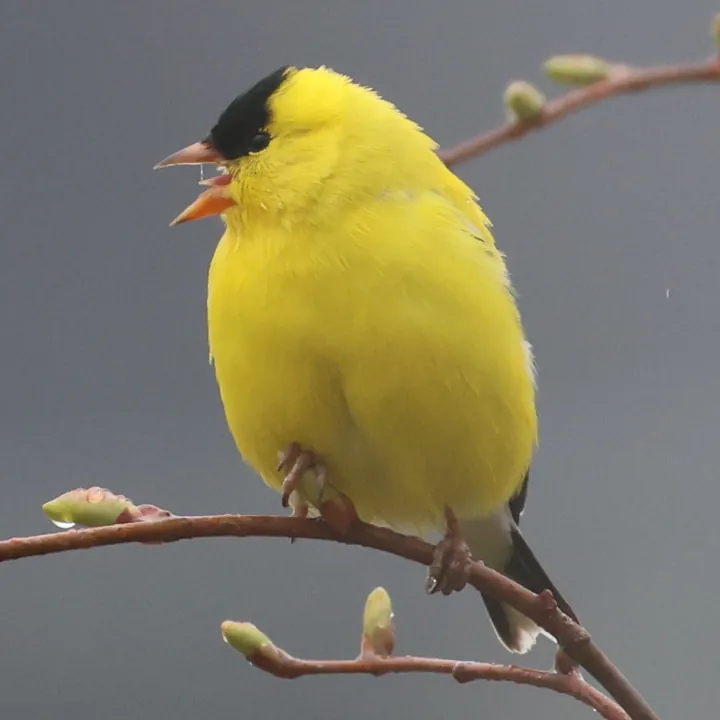 American Goldfinch