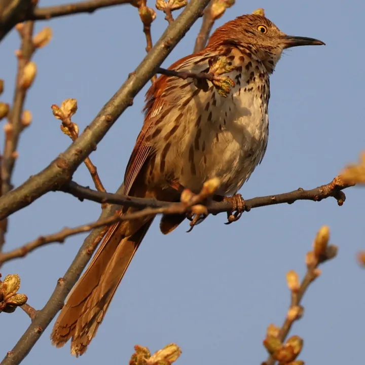 Brown Thrasher