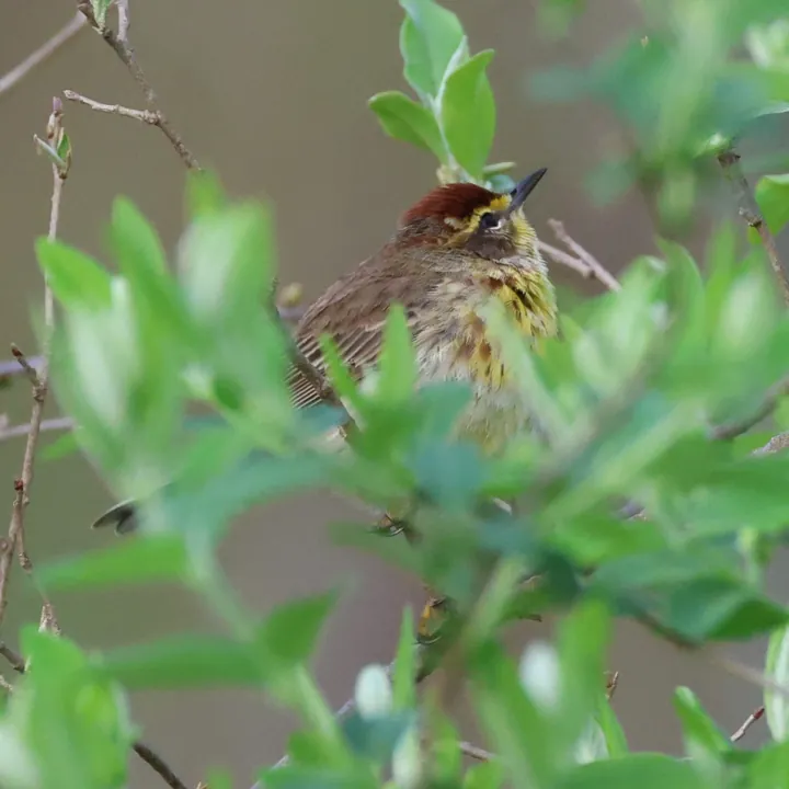 Palm Warbler