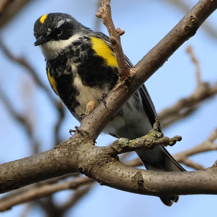Yellow-rumped Warbler