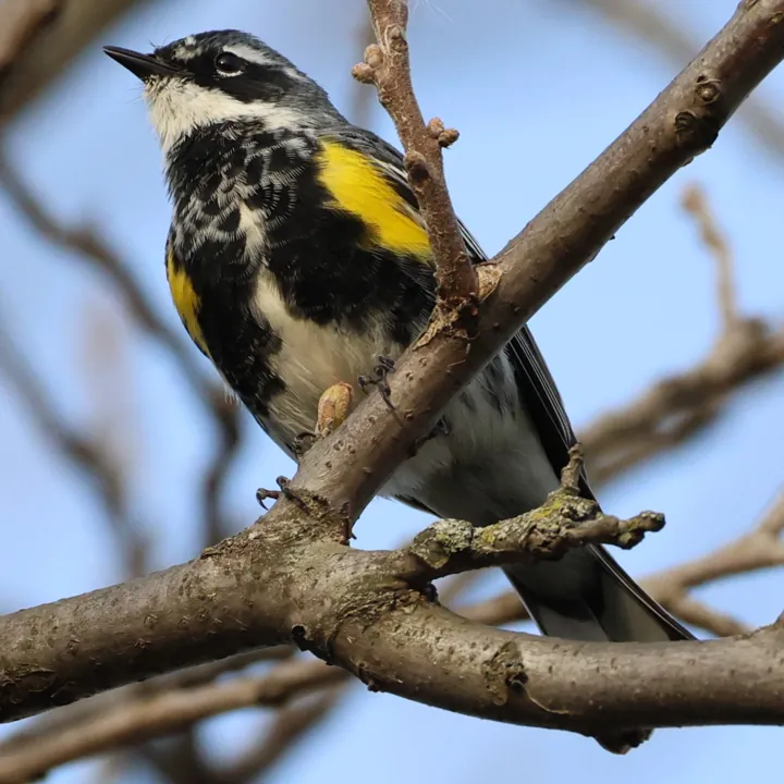 Yellow-rumped Warbler