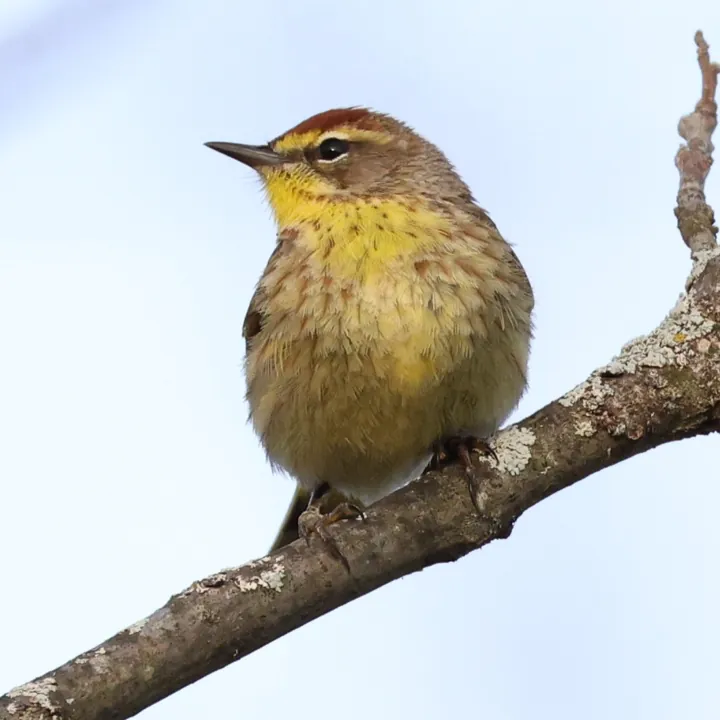 Palm Warbler