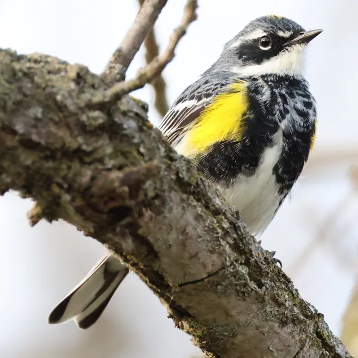 Yellow-rumped Warbler