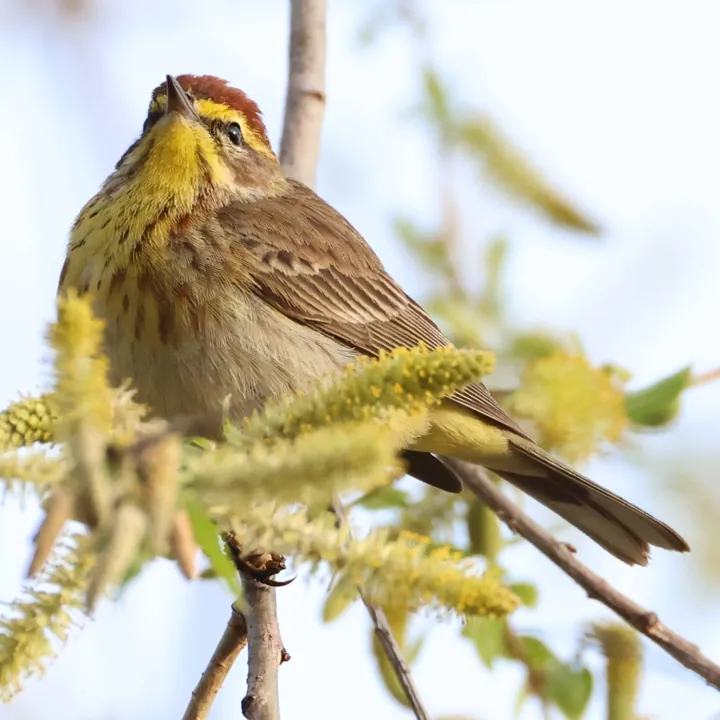 Palm Warbler