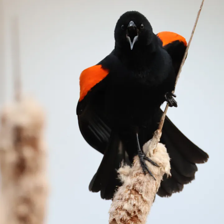 Red-winged Blackbird