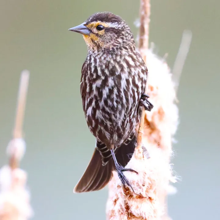 Red-winged Blackbird