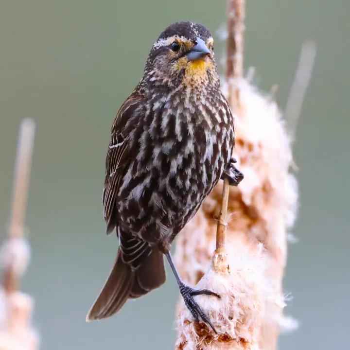 Red-winged Blackbird