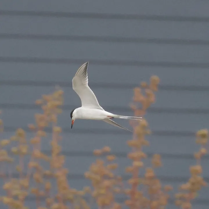 Forster's Tern