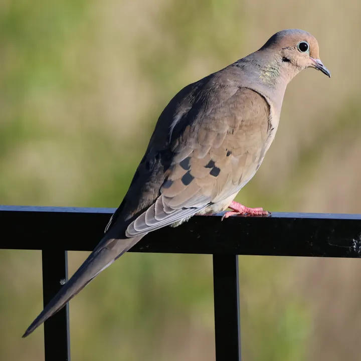Mourning Dove