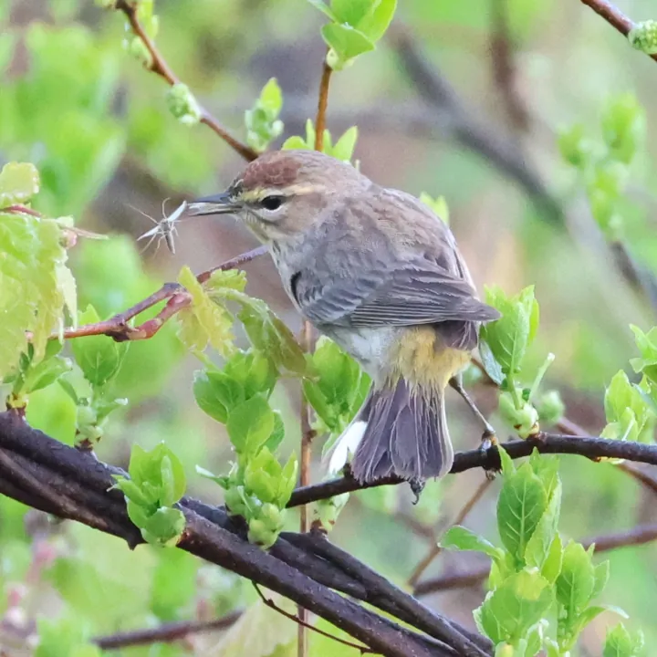 Palm Warbler