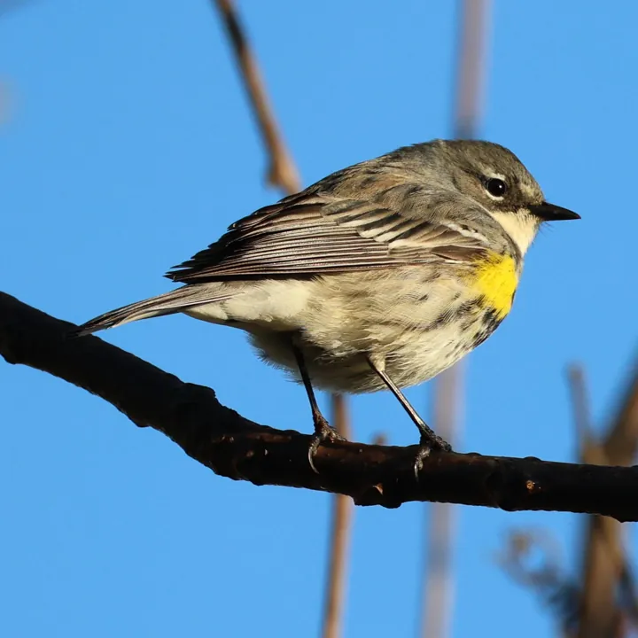 Yellow-rumped Warbler
