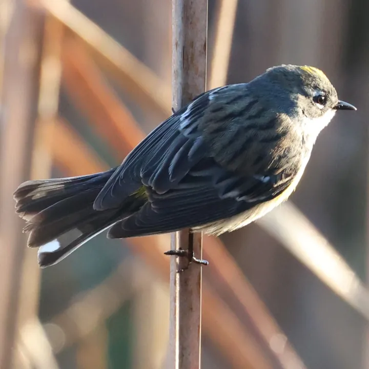 Yellow-rumped Warbler