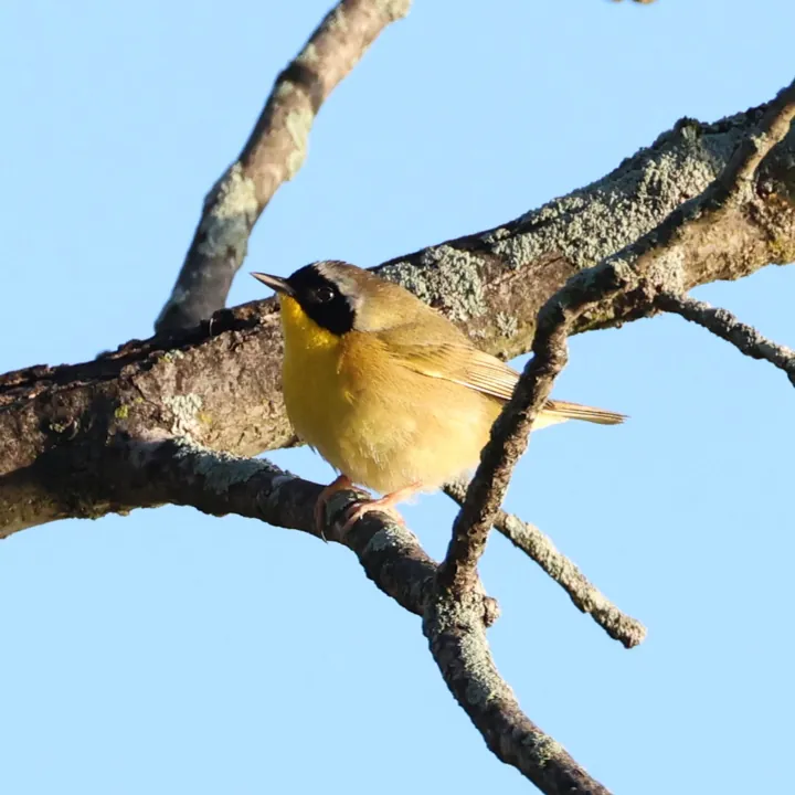 Common Yellowthroat