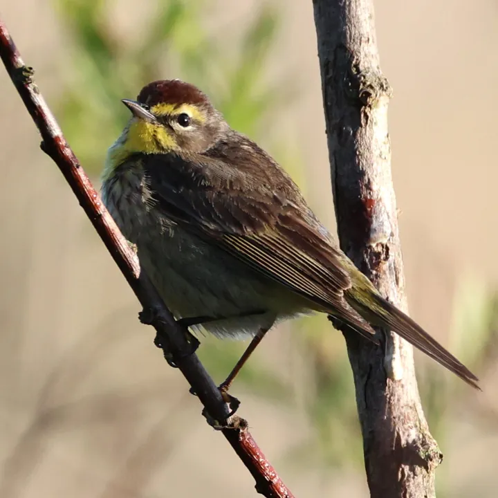 Palm Warbler