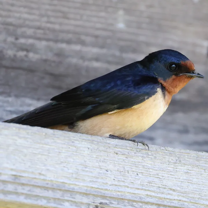 Barn Swallow