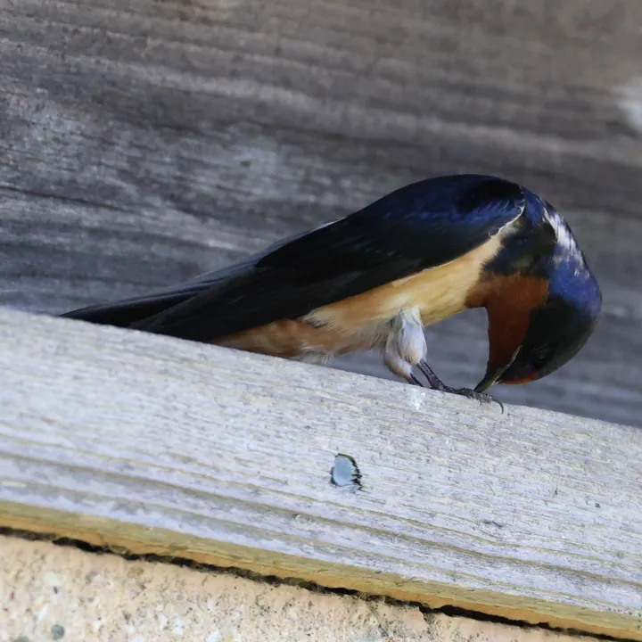 Barn Swallow