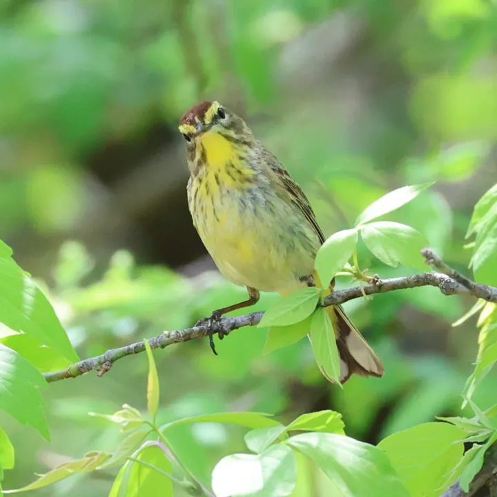 Palm Warbler