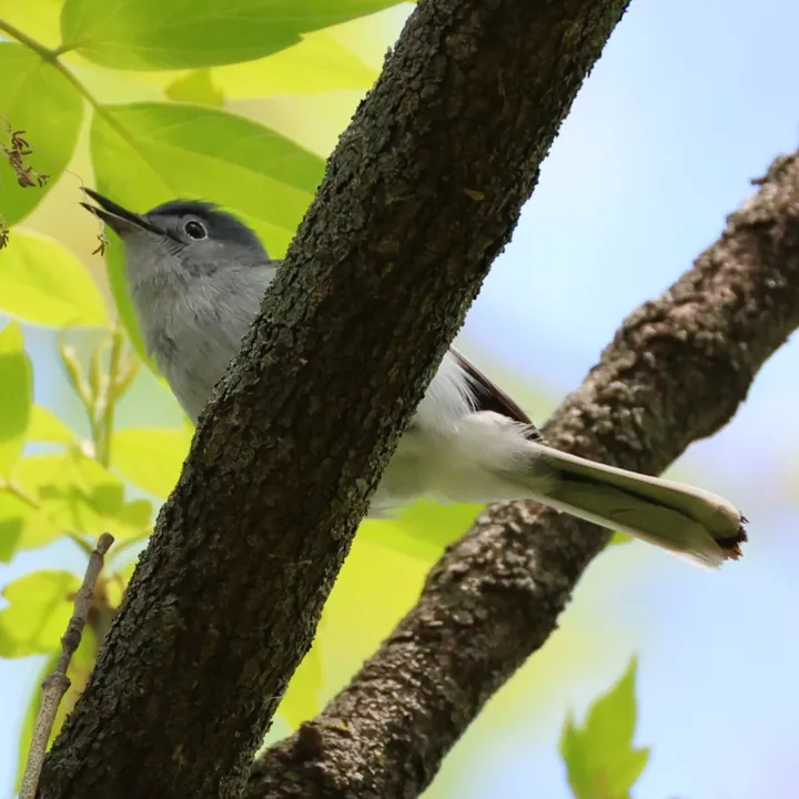 Blue-gray Gnatcatcher