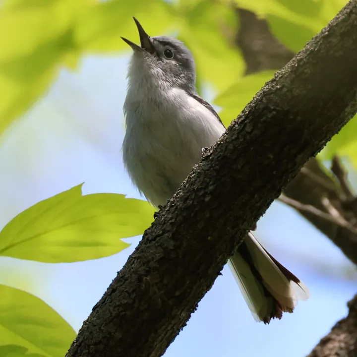 Blue-gray Gnatcatcher