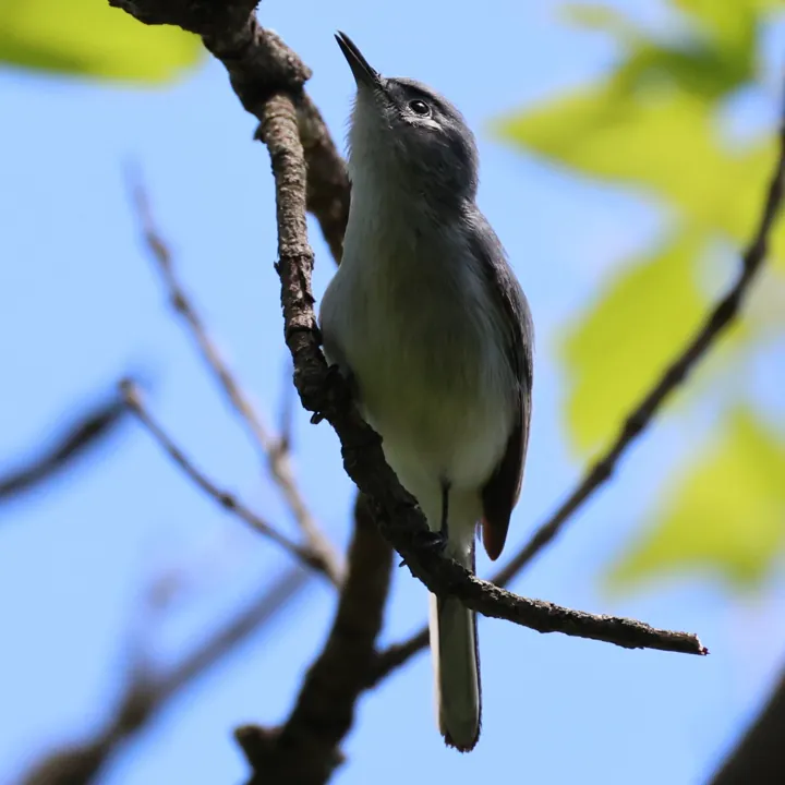 Blue-gray Gnatcatcher